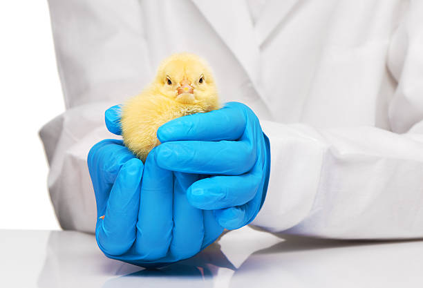 Veterinarian with chicks